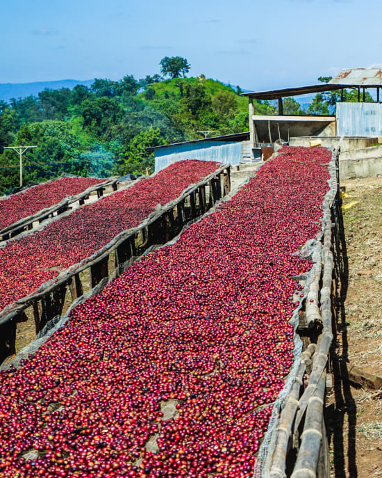 ETHIOPIA Kayon Mountain Farm - Shakiso - Grade 1