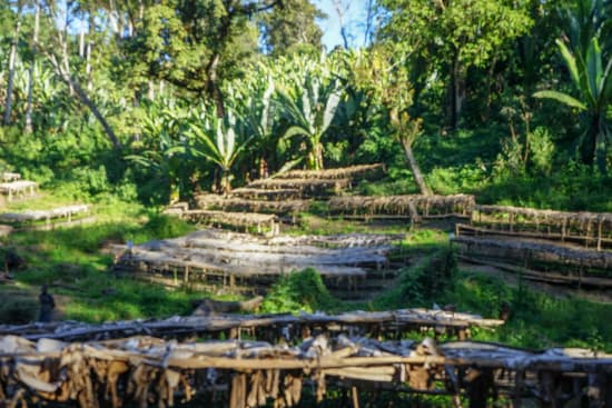 ETHIOPIA Kayon Mountain Farm - Shakiso - Grade 1