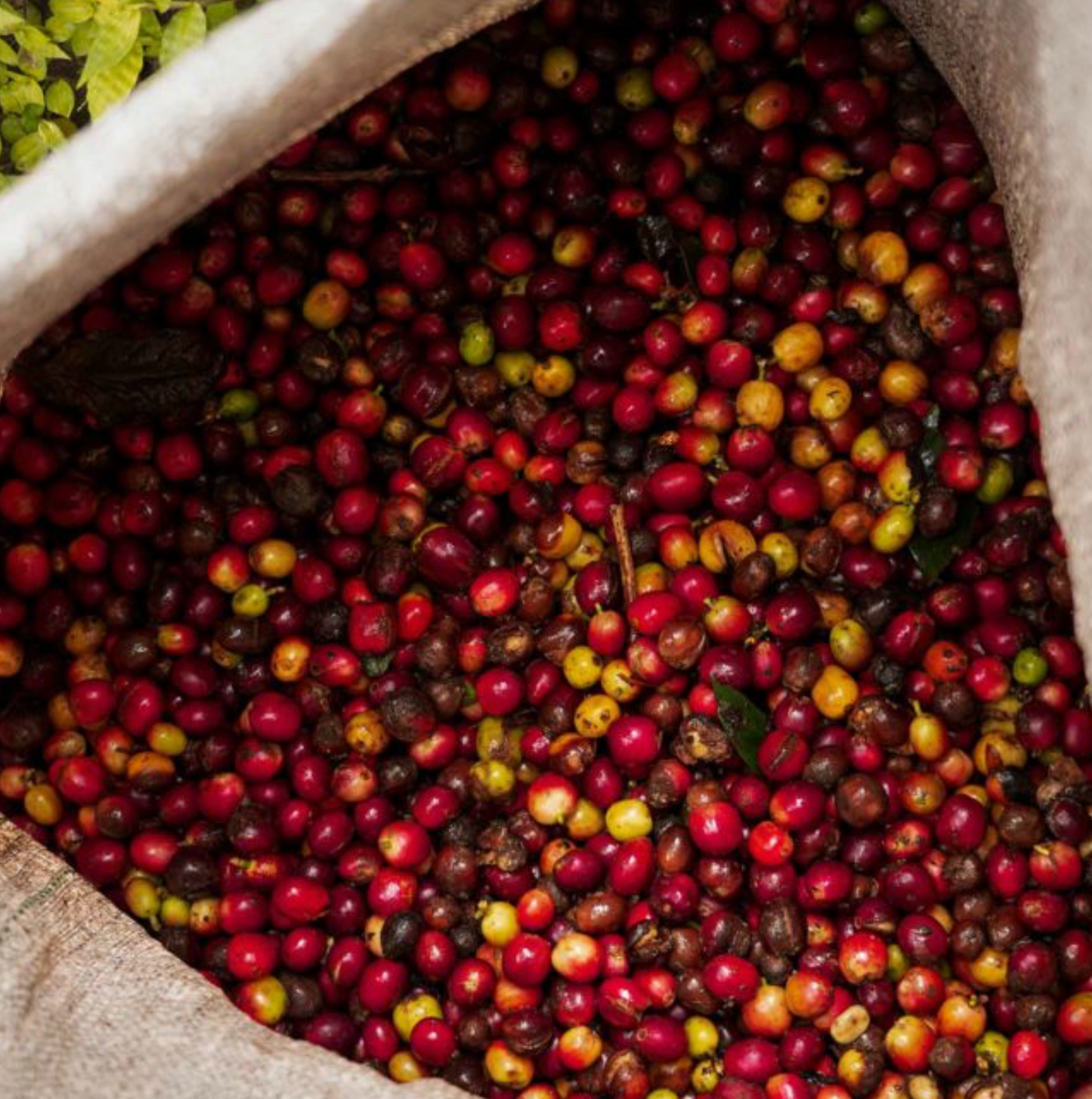 Decaf Honduras Copán SWP (Swiss Water Process)