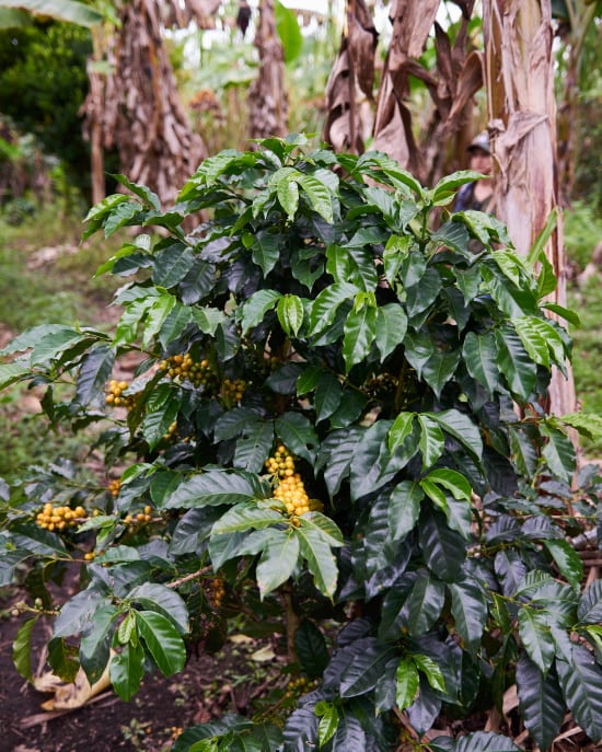 COLOMBIA Women Producer Program