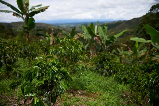 COLOMBIA Women Producer Program