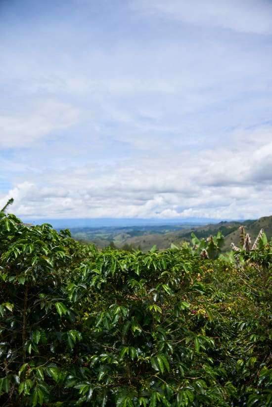 COLOMBIA Women Producer Program