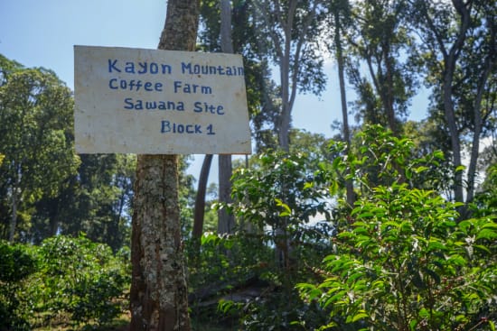 ETHIOPIA Kayon Mountain Farm - Shakiso - Grade 1