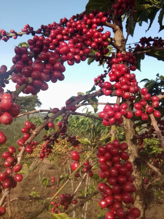 ETHIOPIA Kayon Mountain Farm - Shakiso - Grade 1
