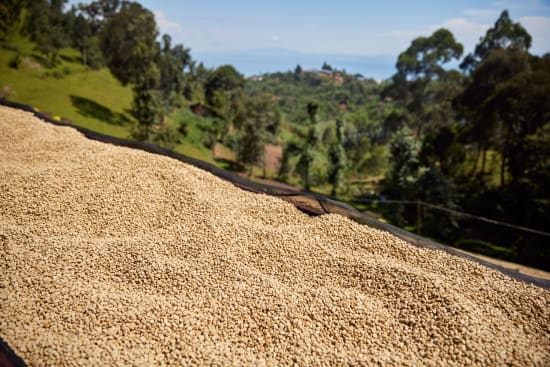 Rwanda COOPAC - Kabirizi - Nganzo