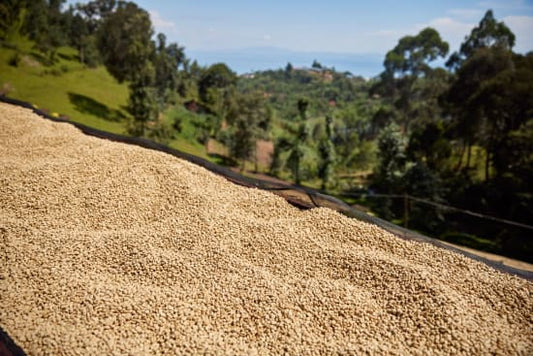 Rwanda COOPAC - Kabirizi - Nganzo