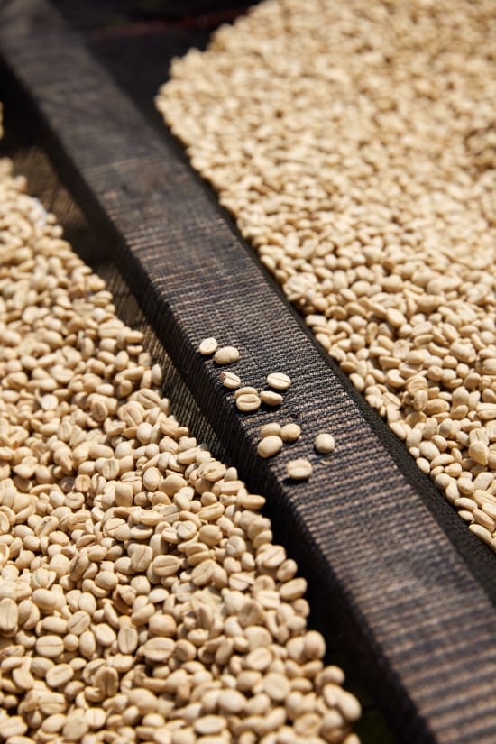 Rwanda COOPAC - Kabirizi - Nganzo