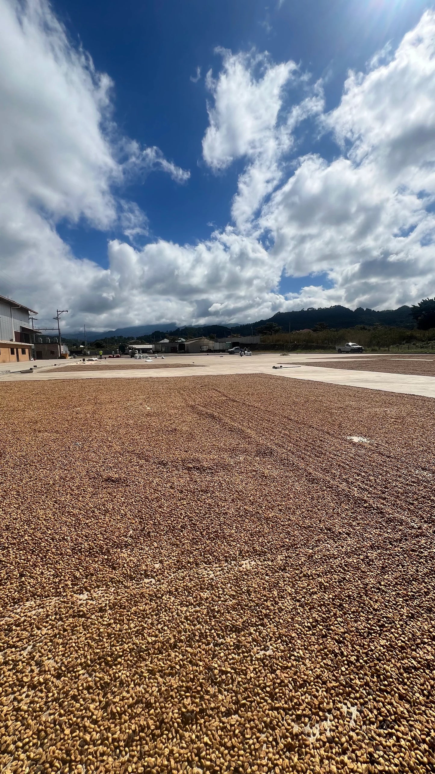 Decaf Honduras Copán SWP (Swiss Water Process)