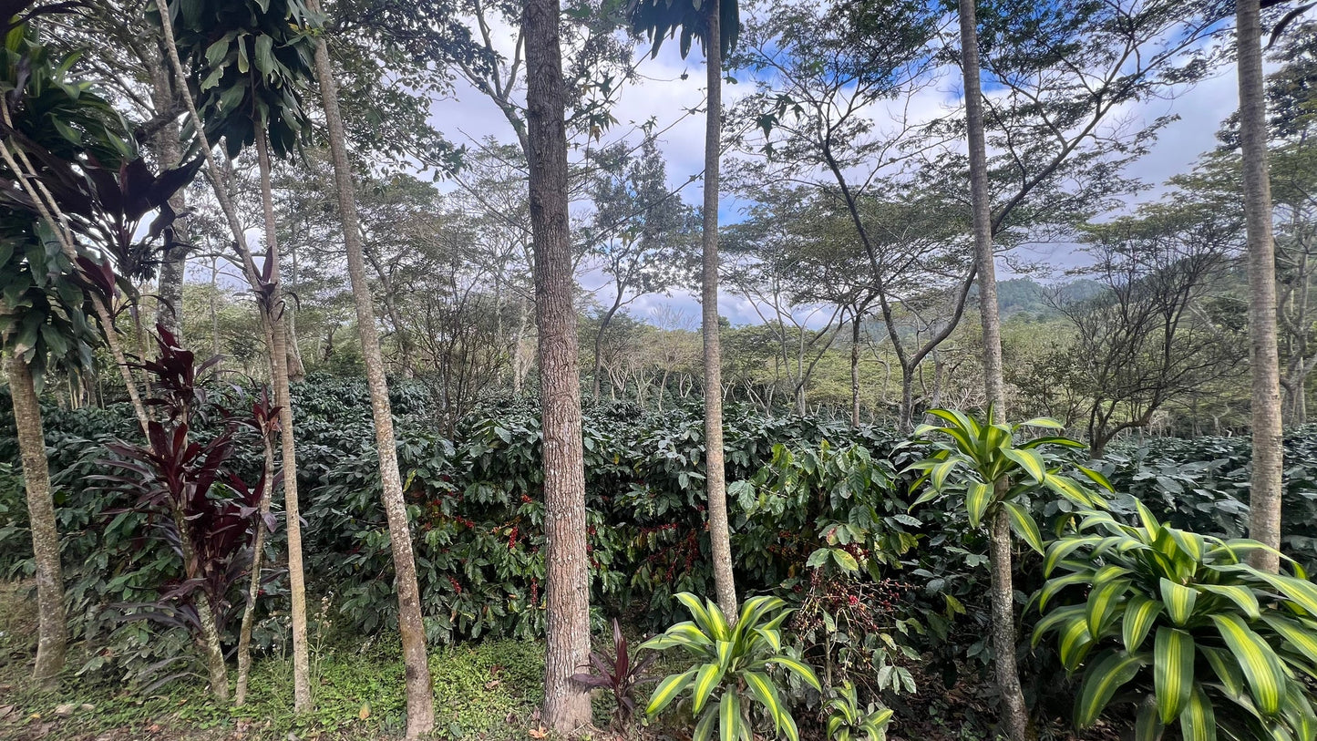 Decaf Honduras Copán SWP (Swiss Water Process)