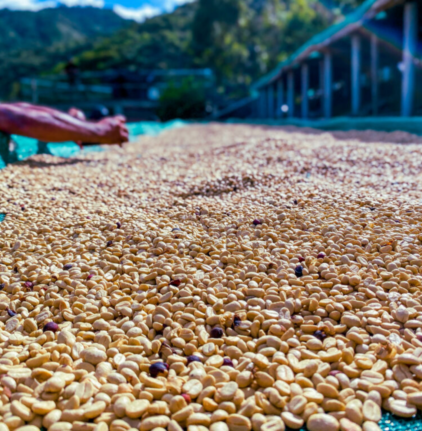 Decaf Peru