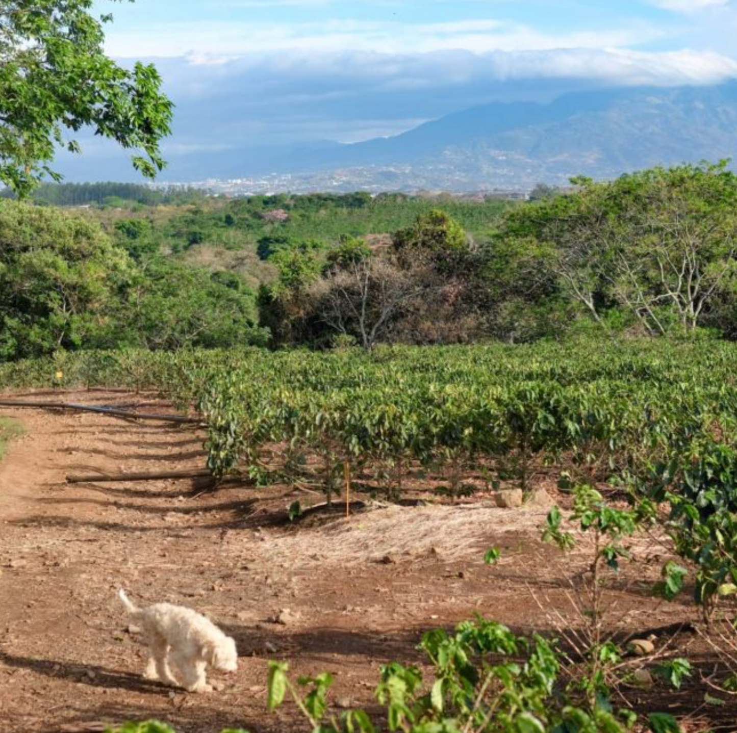 Costa Rica-CERRO SAN LUIS
