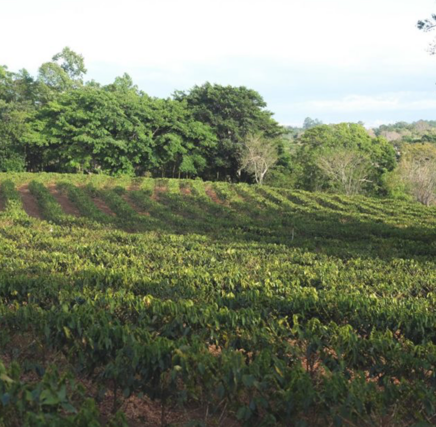 Costa Rica-Obata Honey