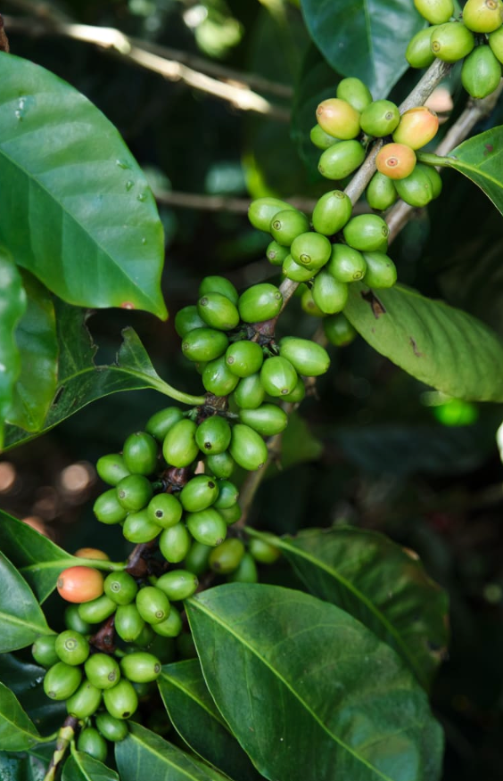 Costa Rica-CERRO SAN LUIS