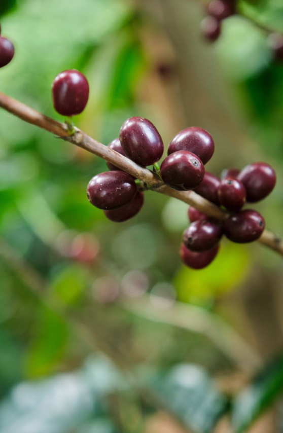 Costa Rica-CERRO SAN LUIS